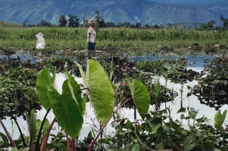 Perkebunan warga yang tergenang air di Distrik Wita - Waya, Kabupaten Jayawijaya, Provinsi Papua Pegunungan. - Wagadei/Yas Wenda.